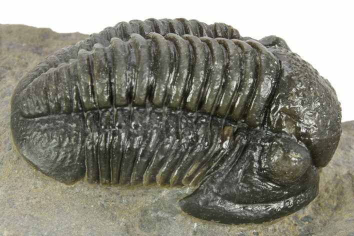 Detailed Gerastos Trilobite Fossil - Morocco #377238